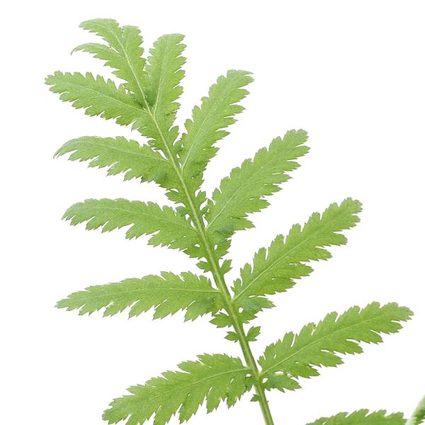 （観葉植物）ハーブ苗　タンジー　３号（１ポット）　家庭菜園