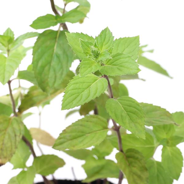 （観葉植物）ハーブ苗　ミント　ニホンハッカ　しゅうび　３号（１ポット）　家庭菜園