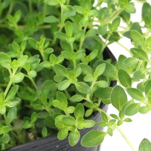 （観葉植物）ハーブ苗　タイム　クリーピング　白花　３号（１ポット）　家庭菜園　ティー　料理
