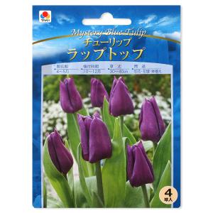 ラベンダー イングリッシュラベンダー ほのか 4号鉢 鉢植え 青花 鉢花