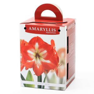 アマリリス 球根の商品一覧 通販 Yahoo ショッピング