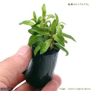 （水草）プロセルピナカ　パルストリス　キューバ（水上葉）ログポット付（無農薬）（１個）