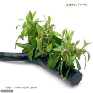 （水草）プロセルピナカ　パルストリス　キューバ　流木付　Ｓサイズ（水上葉）（無農薬）（１本）（約１５ｃｍ）