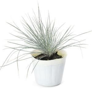 （観葉植物）フェスツカ　グラウカ　３号（１ポット）　北海道冬季不可