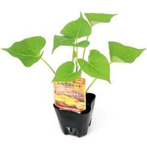 （観葉植物）野菜苗　バイオ増殖サツマ苗　シルクスイート　３号（１ポット）　ＰＶＰ　登録品種　家庭菜園｜チャーム charm ヤフー店