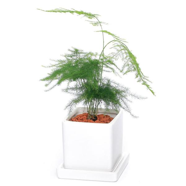 （観葉植物）アスパラガス　ナナス　陶器鉢植え　ダイスＳ白（１鉢）　受皿付　セラミス　鉢植え　おしゃれ...