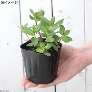 （観葉植物）ハーブ苗　ミント　ニホンハッカ　ほくしん　３号（３ポット）　家庭菜園｜chanet