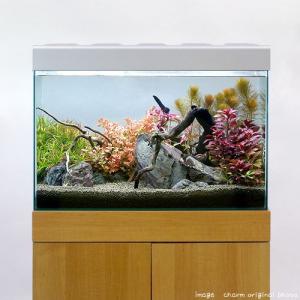 チャーム（charm） （水草）流木付 おまかせ水上葉 有茎草レイアウト