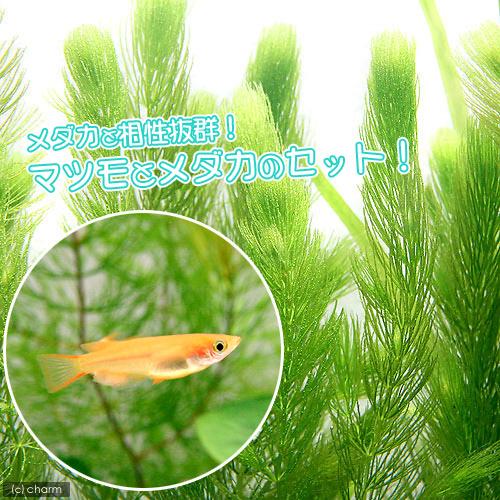 （めだか）（水草）楊貴妃メダカ　楊貴妃メダカ（４匹）＋マツモ（無農薬）（５本）