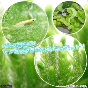 (めだか)(水草)ヒメダカ初心者セット ヒメダカ...の商品画像