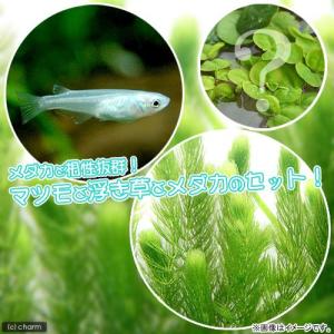 （めだか）（水草）青メダカ初心者セット　青メダカ（６匹）＋マツモ（無農薬）（５本）＋おまかせ浮き草３種