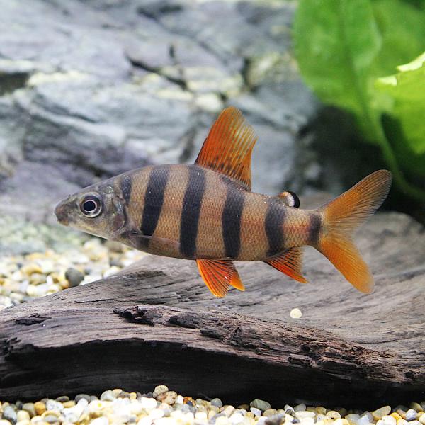 （熱帯魚）ショートノーズクラウン・テトラ（１匹）　北海道・九州航空便要保温