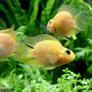(熱帯魚)カラーパロットファイヤー・シクリッド...の詳細画像1