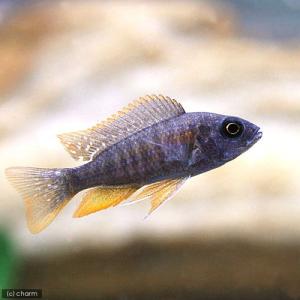 （熱帯魚）コパディクロミス・ボルレイ　カダンゴ　レッドフィン（１匹）　北海道航空便要保温