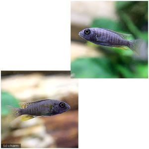 (熱帯魚)コパディクロミス・ボルレイ カダンゴ...の詳細画像1