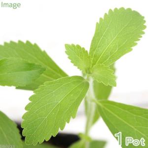 （観葉植物）ハーブ苗　ステビア　３号（１ポット）　家庭菜園　料理