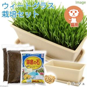 ウィートグラス栽培セットベージュ 猫用 説明書付き 家庭菜園 お一人様5点限り