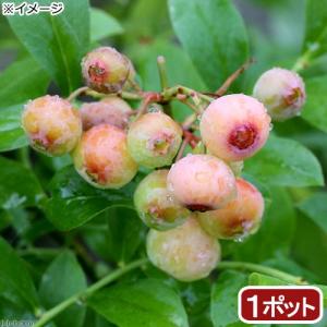 （観葉植物）果樹苗　ブルーベリー　フロリダローズ　ラビットアイ系　５号（１ポット）　ＰＶＰ　家庭菜園