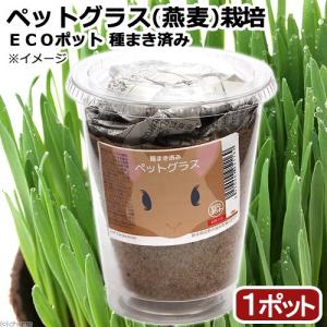 (観葉植物)種まき済み ペットグラス栽培 ECOポット 燕麦...