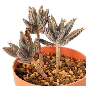 カランコエ 不死鳥 花 ガーデニング の商品一覧 通販 Yahoo ショッピング