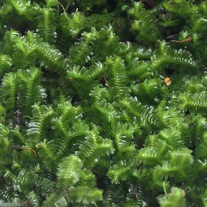 （観葉植物）テラリウム　苔　ムチゴケ　１パック分