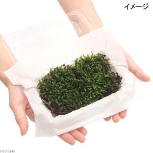 (観葉植物)テラリウム 苔 ムチゴケ 1パック分の詳細画像1