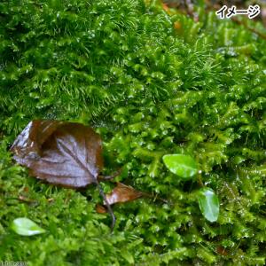 (観葉植物)テラリウム 苔 ムチゴケ 1パック分の詳細画像2