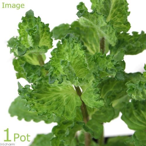 （観葉植物）ハーブ苗　ミント　カーリー　３号（１ポット）　家庭菜園