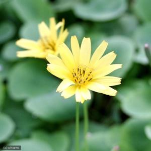 山野草）タイワンクマガイソウ（台湾熊谷草）3．5号（1ポット