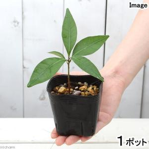 （盆栽）マテバシイの苗（馬刀葉椎　全手葉椎）　３号（１ポット）