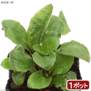 （観葉植物）ハーブ苗　キャンピオン　レッド　３号（１ポット）　家庭菜園｜chanet