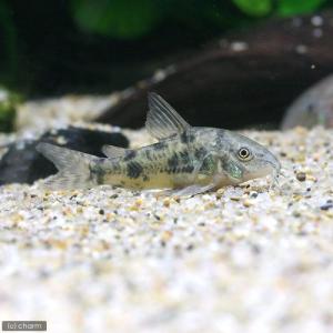（熱帯魚）コリドラス・パレアタス（３匹）　北海道航空便要保温