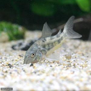 (熱帯魚)コリドラス・パレアタス(3匹) 北海...の詳細画像1