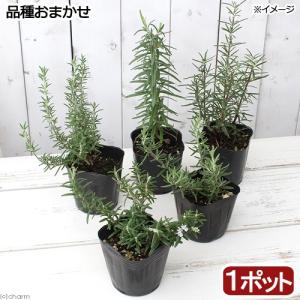 《一時非表示》（観葉植物）ハーブ苗　ローズマリー（品種おまかせ）　３号（１ポット）　家庭菜園　北海道冬季発送不可