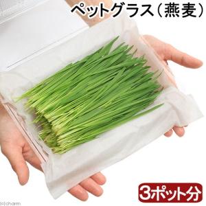 （観葉植物）国産　とれたて生牧草　新鮮若葉　ペットグラス（燕麦）（３ポット分）　無農薬　うさぎ　猫　犬　おやつ｜チャーム charm ヤフー店