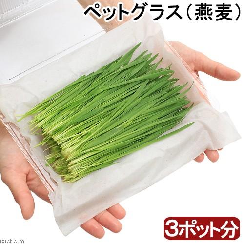 （観葉植物）国産　とれたて生牧草　新鮮若葉　ペットグラス（燕麦）（３ポット分）　無農薬　うさぎ　猫　...