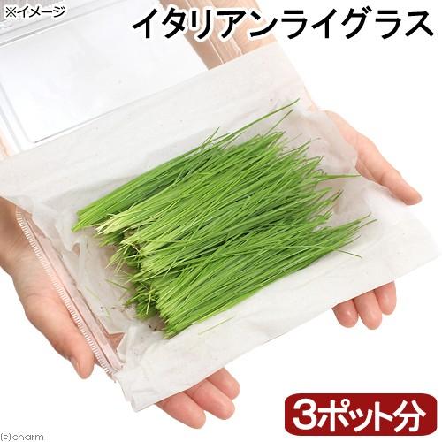 （観葉植物）国産　とれたて生牧草　新鮮若葉　イタリアンライグラス（３ポット分）　ＰＶＰ　無農薬　うさ...