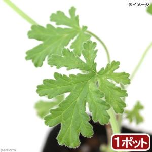 （観葉植物）ハーブ苗　ゼラニウム　ローズ　３号（１ポット）　家庭菜園　料理　クラフト　アロマ｜chanet