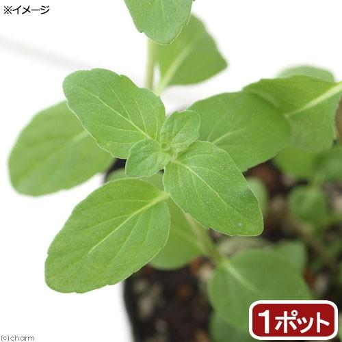 （観葉植物）ハーブ苗　ミント　ニホンハッカ　あかまる　３号（１ポット）　家庭菜園