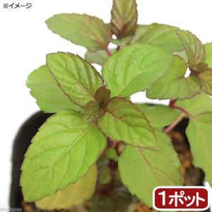 （観葉植物）ハーブ苗　ミント　イエルバブエナ（キューバミント）　３号（１ポット）　家庭菜園