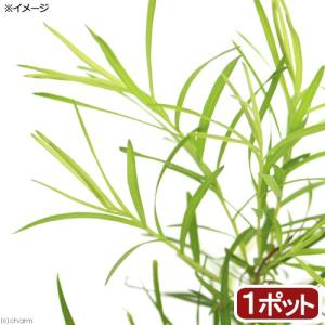 （観葉植物）ハーブ苗　ティーツリー　メディカルティーツリー　３号（１ポット）　家庭菜園　オージープランツ