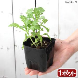 ハーブ苗 スープセロリ 3号 家庭菜園 北海道冬季発送不可