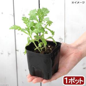 （観葉植物）ハーブ苗　スープセロリ　３号（１ポット）　家庭菜園｜chanet