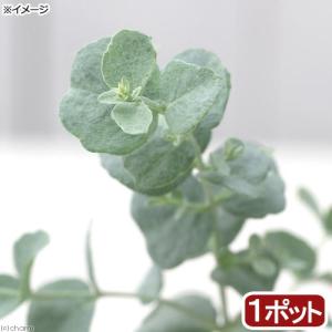 (観葉植物)ハーブ苗 ユーカリ 銀世界 3号(1ポット) 家...