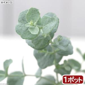 （観葉植物）ユーカリ　銀世界（プルベルレンタ）　３号（１ポット）　家庭菜園　オージープランツ｜chanet