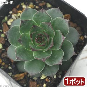 （観葉植物）ハーブ苗　ハウスリーク（センペルビブム）　３号（１ポット）　家庭菜園　北海道冬季不可