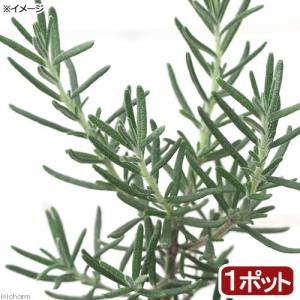 （観葉植物）ハーブ苗　ローズマリー　ピンク　立性　３号（１ポット）　家庭菜園