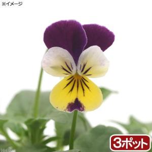 パンジー 苗の商品一覧 通販 Yahoo ショッピング
