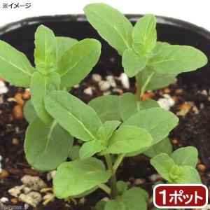 （観葉植物）ハーブ苗　ミント　ニホンハッカ　わせなみ　３号（１ポット）　家庭菜園