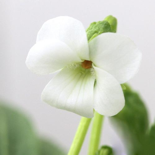 （山野草）スミレ（菫）スミレ　初雪（ハツユキ）２．５〜３号（１ポット）（休眠状態）